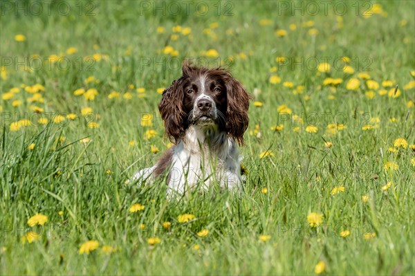 Hunting dog