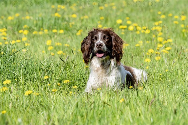 Hunting dog