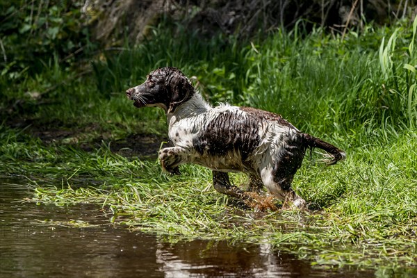 Hunting dog