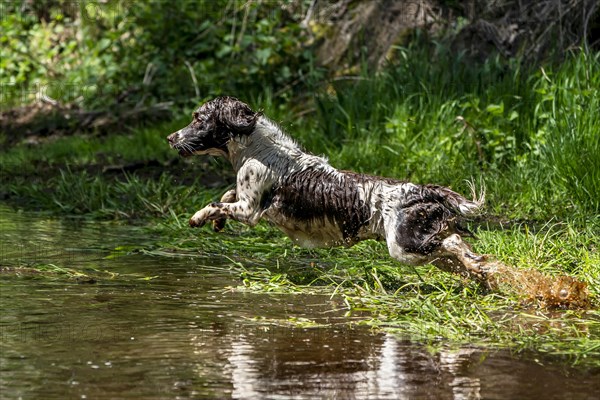 Hunting dog