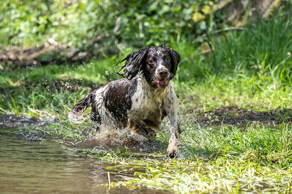 Hunting dog