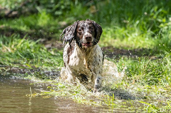 Hunting dog