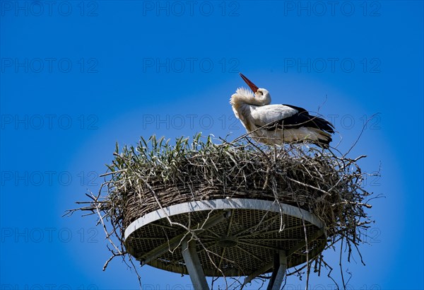 White stork (Ciconia ciconia) in a stork nest in the 'stork village' Wahrenberg