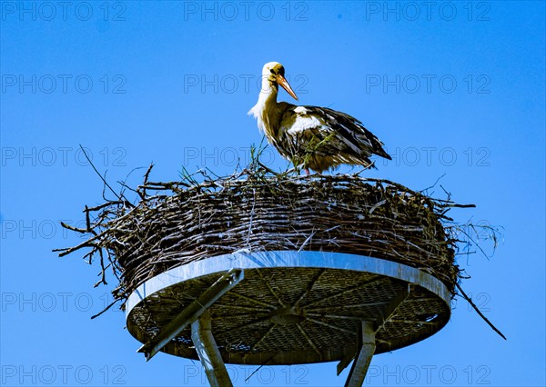 White stork (Ciconia ciconia) in a stork nest in the 'stork village' Wahrenberg