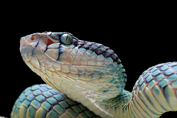 Sri Lanka Pit Viper (Trimeresurus trigonocephalus) Sri Lanka