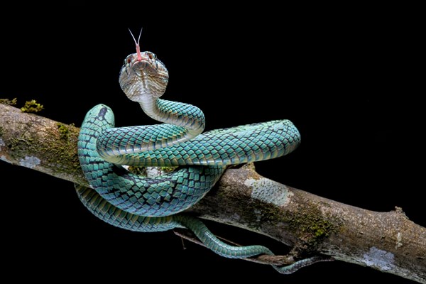 Sri Lanka Pit Viper (Trimeresurus trigonocephalus) Sri Lanka