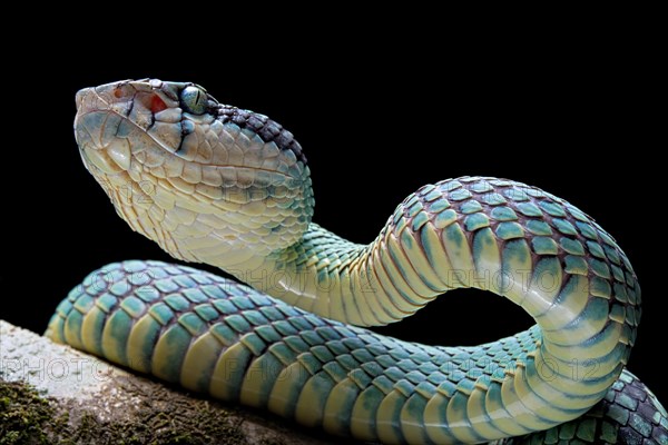 Sri Lanka Pit Viper (Trimeresurus trigonocephalus) Sri Lanka