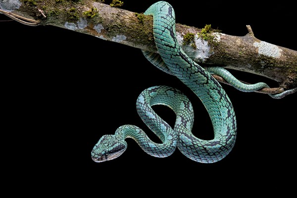 Sri Lanka Pit Viper (Trimeresurus trigonocephalus) Sri Lanka