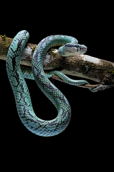 Sri Lanka Pit Viper (Trimeresurus trigonocephalus) Sri Lanka