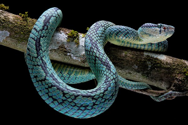 Sri Lanka Pit Viper (Trimeresurus trigonocephalus) Sri Lanka