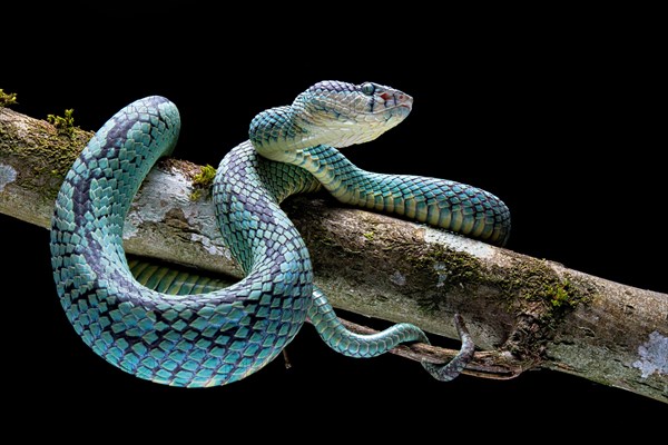 Sri Lanka Pit Viper (Trimeresurus trigonocephalus) Sri Lanka