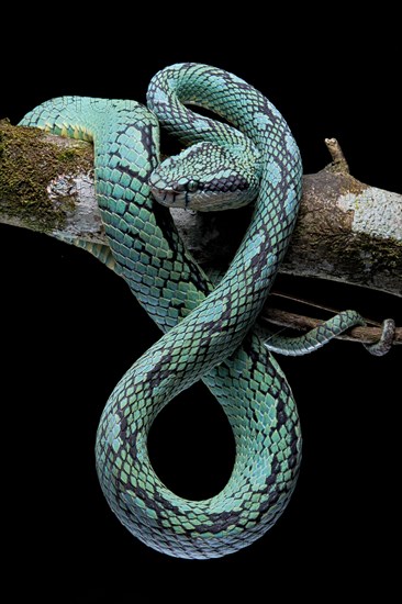 Sri Lanka Pit Viper (Trimeresurus trigonocephalus) Sri Lanka