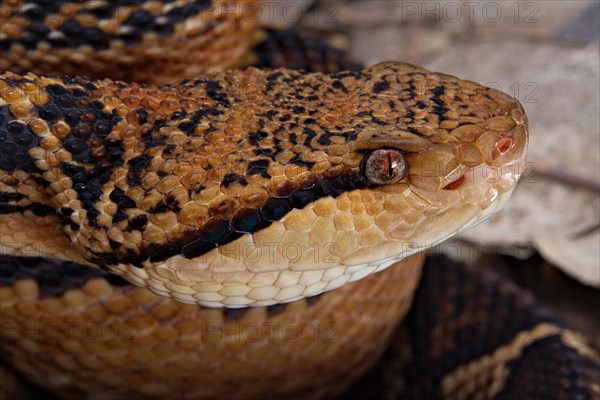 Bushmaster (Lachesis muta) French Guyana