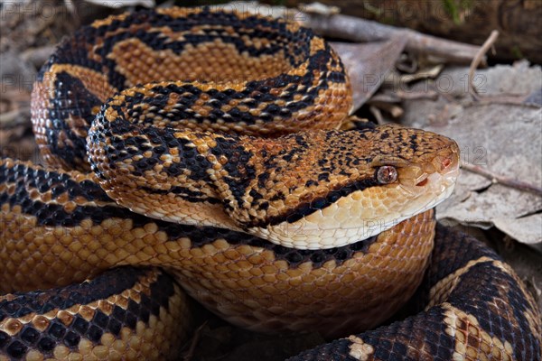 Bushmaster (Lachesis muta) French Guyana