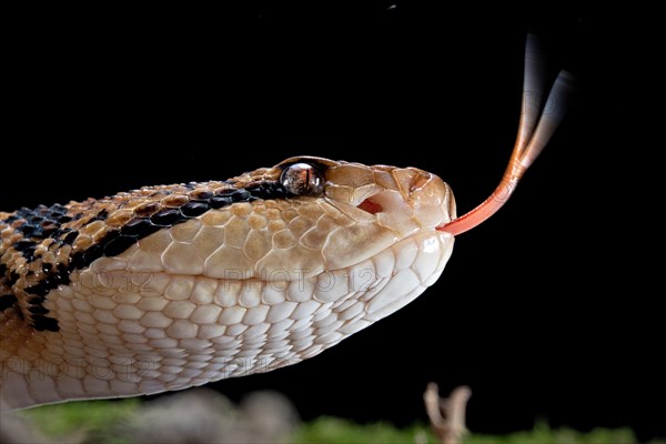 Bushmaster (Lachesis muta) French Guyana