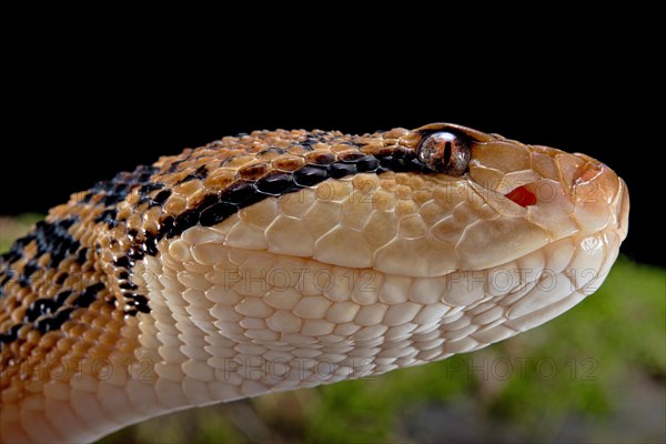 Bushmaster (Lachesis muta) French Guyana