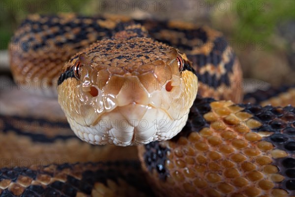 Bushmaster (Lachesis muta) French Guyana