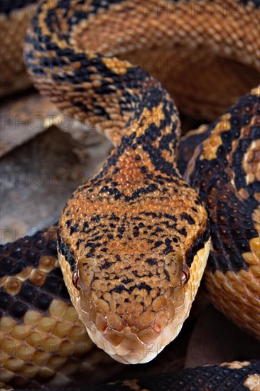 Bushmaster (Lachesis muta) French Guyana