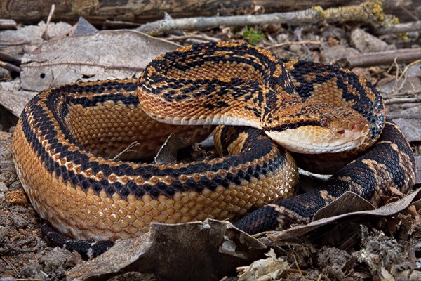 Bushmaster (Lachesis muta) French Guyana