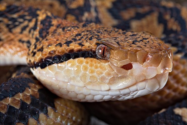 Bushmaster (Lachesis muta) French Guyana