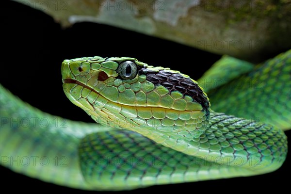 Guatemalan palm viper (Bothriechis aurifer) Guatemala