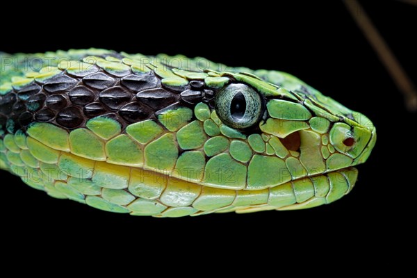 Guatemalan palm viper (Bothriechis aurifer) Guatemala