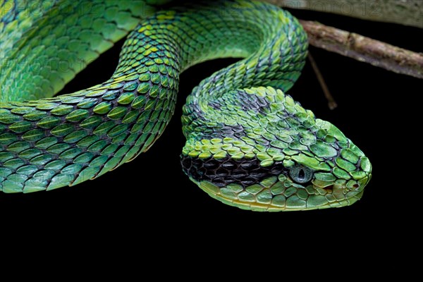 Guatemalan palm viper (Bothriechis aurifer) Guatemala