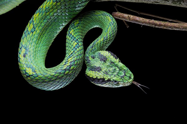 Guatemalan palm viper (Bothriechis aurifer) Guatemala