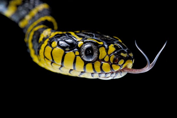 Mangrove Cat snake (Boiga dendrophila divergens) Philippines