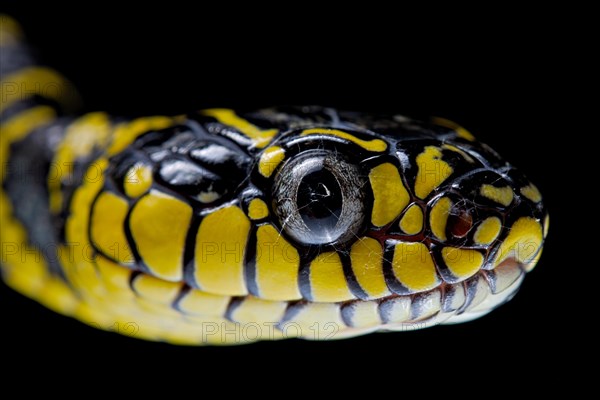 Mangrove Cat snake (Boiga dendrophila divergens) Philippines