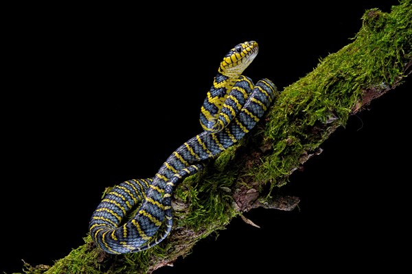 Mangrove Cat snake (Boiga dendrophila divergens) Philippines