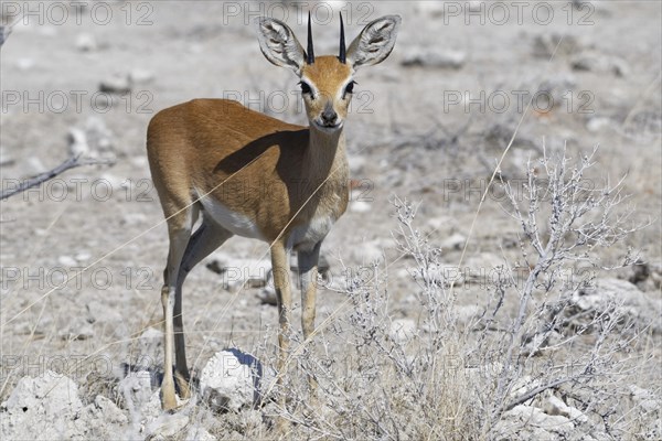 Steenbok (Raphicerus campestris)