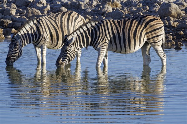 Burchell's zebras (Equus quagga burchellii)