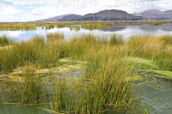 Reed growth in the lake