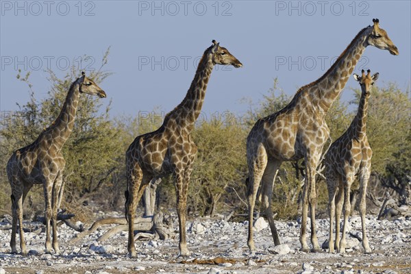 Namibian giraffes (Giraffa camelopardalis angolensis)