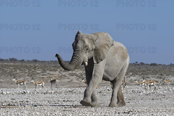 African bush elephant (Loxodonta africana)