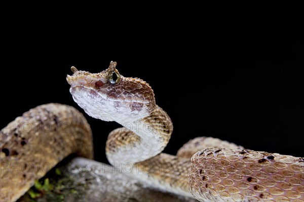 Fan Si Pan Horned Pit Viper (Protobothrops cornutus) Vietnam