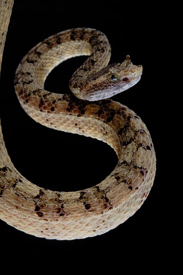 Fan Si Pan Horned Pit Viper (Protobothrops cornutus) Vietnam