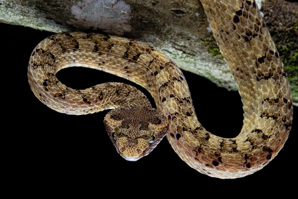 Fan Si Pan Horned Pit Viper (Protobothrops cornutus) Vietnam