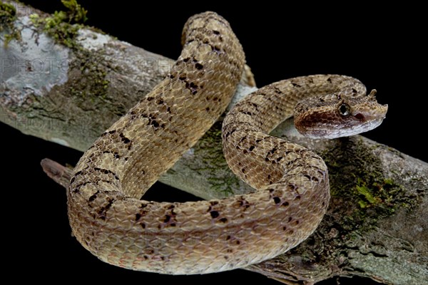 Fan Si Pan Horned Pit Viper (Protobothrops cornutus) Vietnam