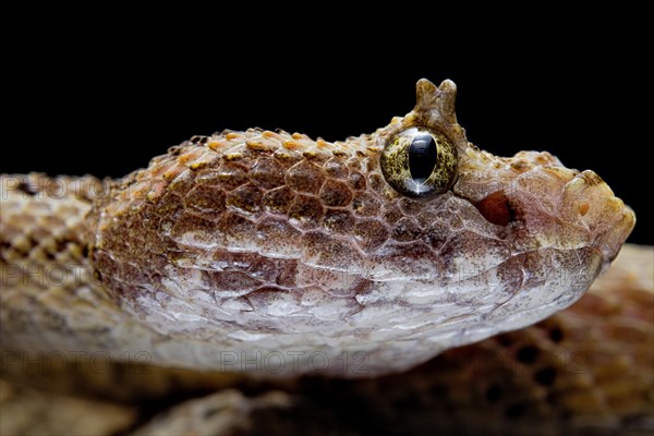 Fan Si Pan Horned Pit Viper (Protobothrops cornutus) Vietnam