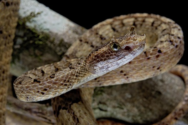 Fan Si Pan Horned Pit Viper (Protobothrops cornutus) Vietnam