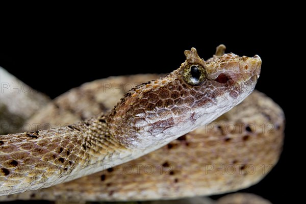 Fan Si Pan Horned Pit Viper (Protobothrops cornutus) Vietnam