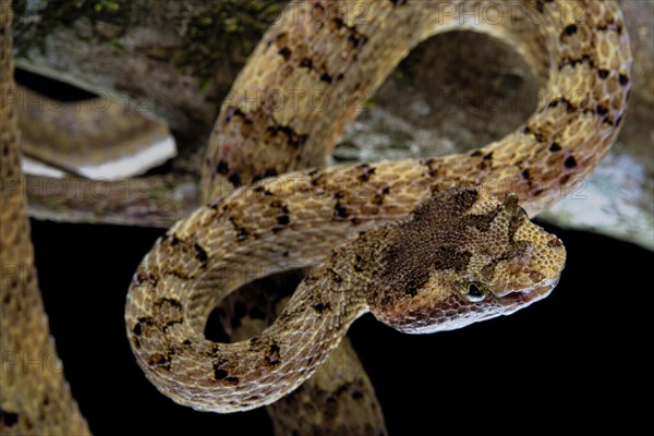 Fan Si Pan Horned Pit Viper (Protobothrops cornutus) Vietnam