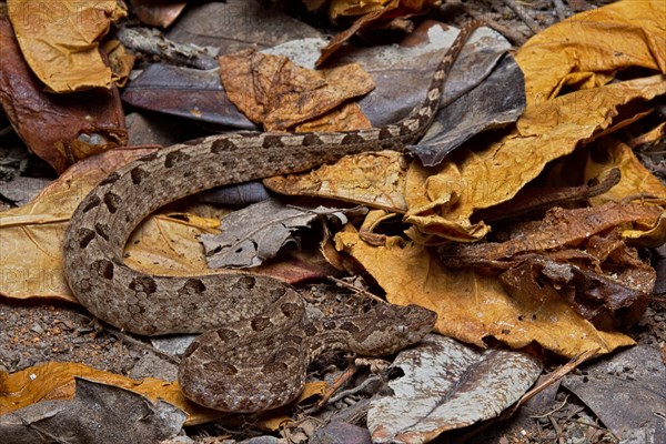 Sri Lankan hump-nosed viper (Hypnale nepa) Nepal