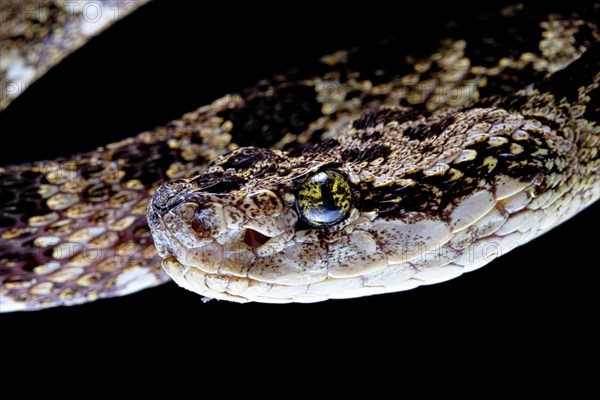 Speckled Forest-Pitviper (Bothrops taeniatus) Ecuador