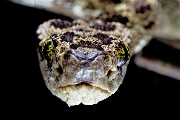 Speckled Forest-Pitviper (Bothrops taeniatus) Ecuador