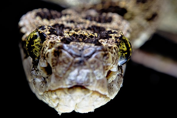 Speckled Forest-Pitviper (Bothrops taeniatus) Ecuador