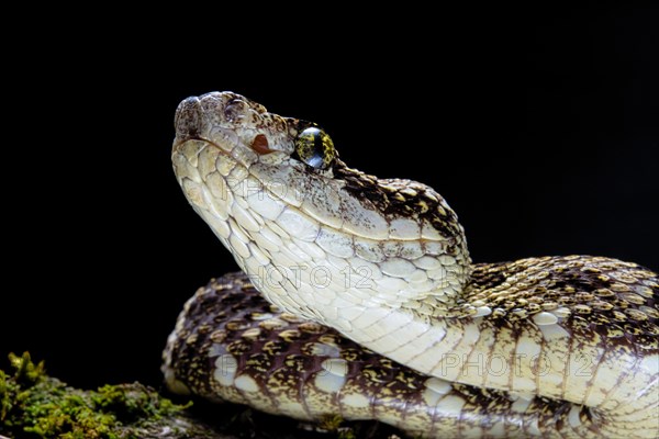 Speckled Forest-Pitviper (Bothrops taeniatus) Ecuador