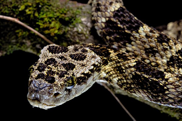 Speckled Forest-Pitviper (Bothrops taeniatus) Ecuador